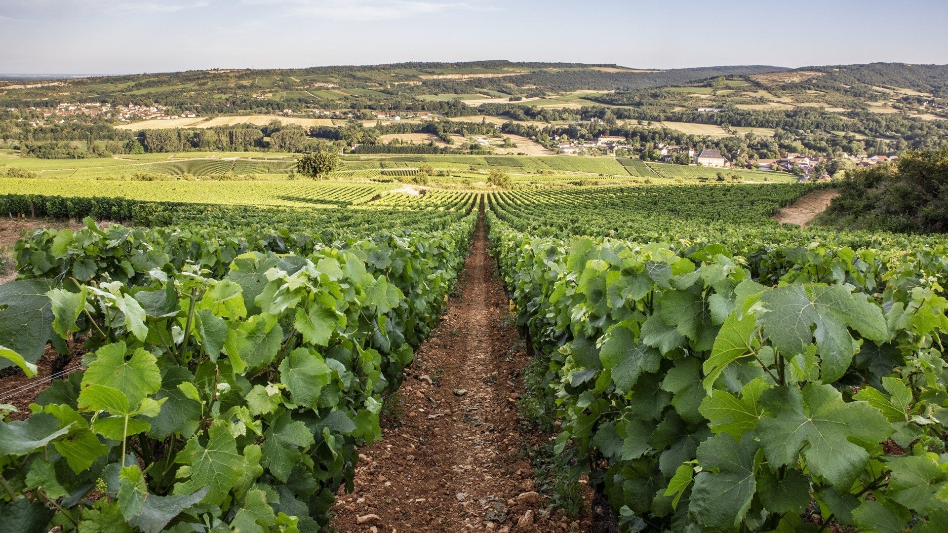 Domaine Quentin Jeannot